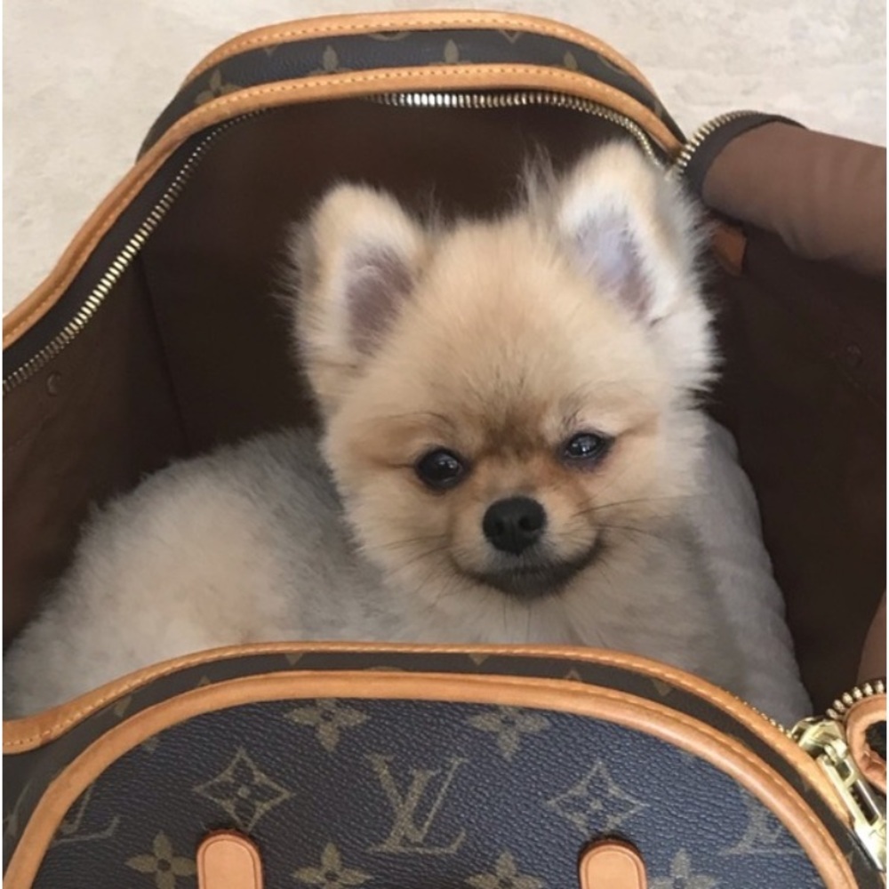 LOUIS VUITTON PET CARRIER
